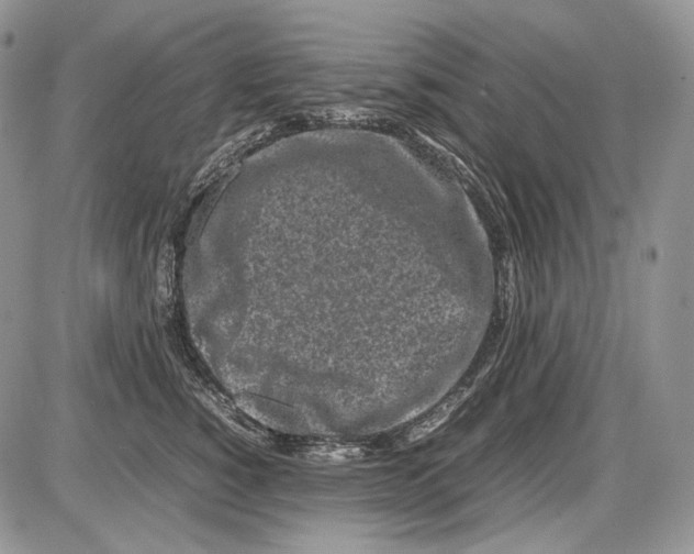 X0000086080760200704202151