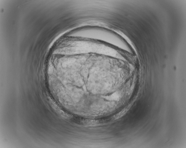 X0000086080783200704202150