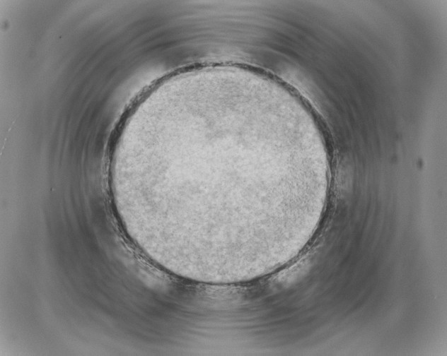 X0000086080832200704202149