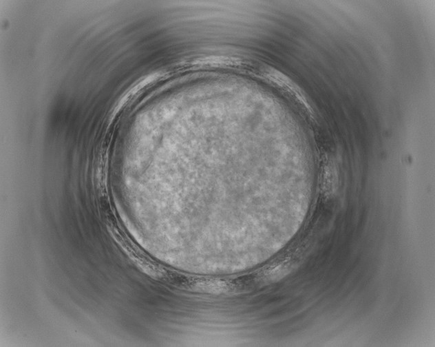 X0000086080882200704202148