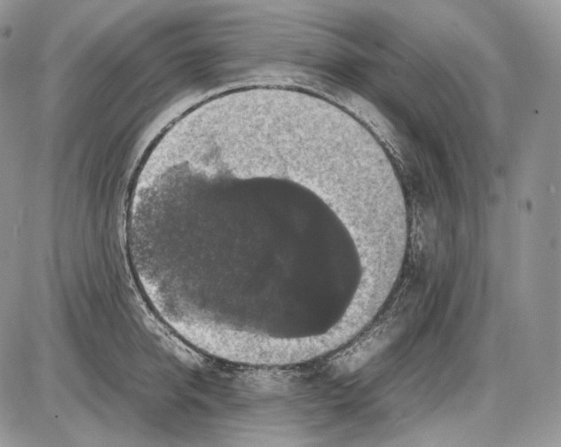 X0000086080950200704202148