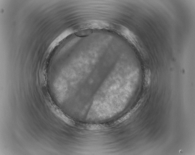 X0000086081018200704202146