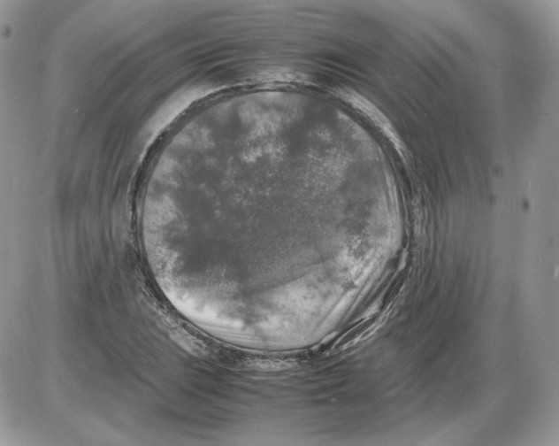 X0000086081023200704202146