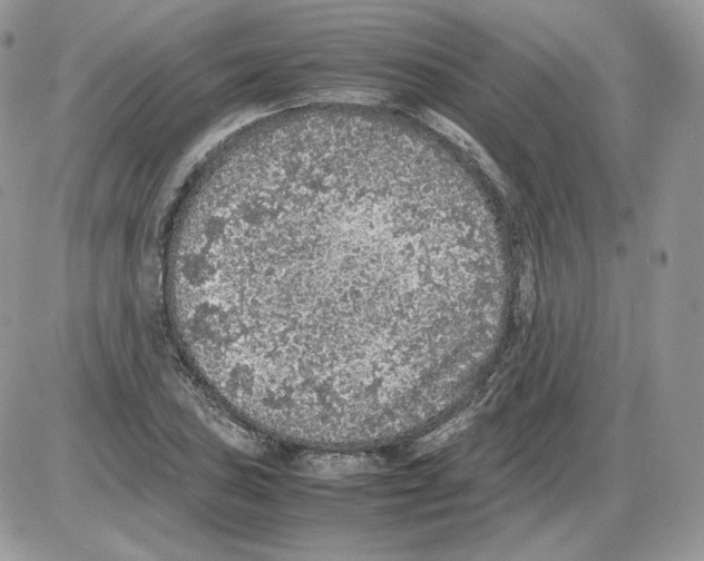 X0000086081027200704202146