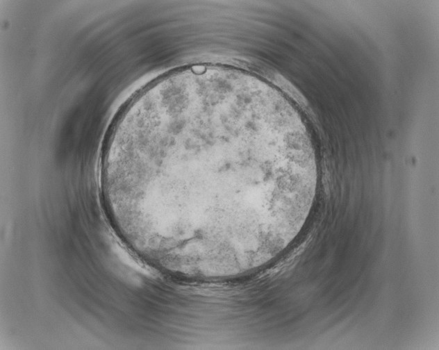 X0000086081028200704202146