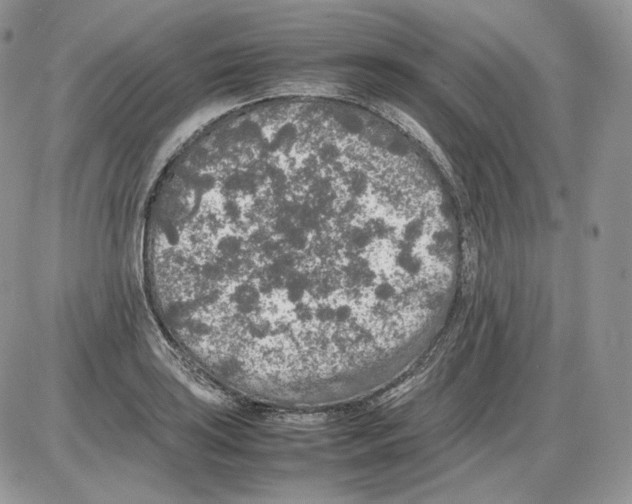 X0000086081035200704202146