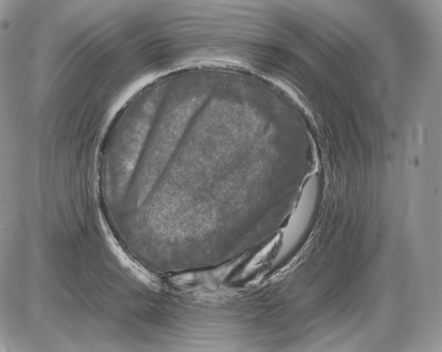 X0000086081038200704202146