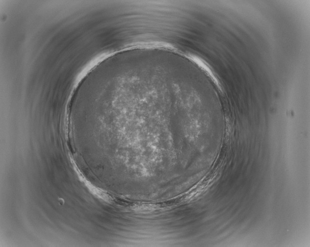 X0000086081046200704202146