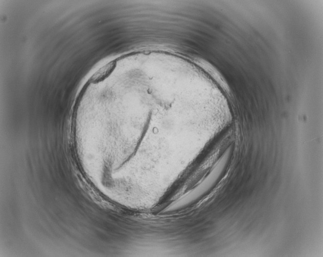 X0000086081052200704202146