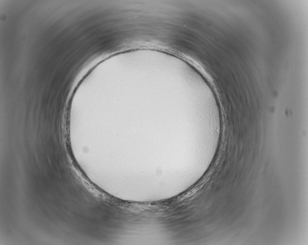 X0000086081056200704202146