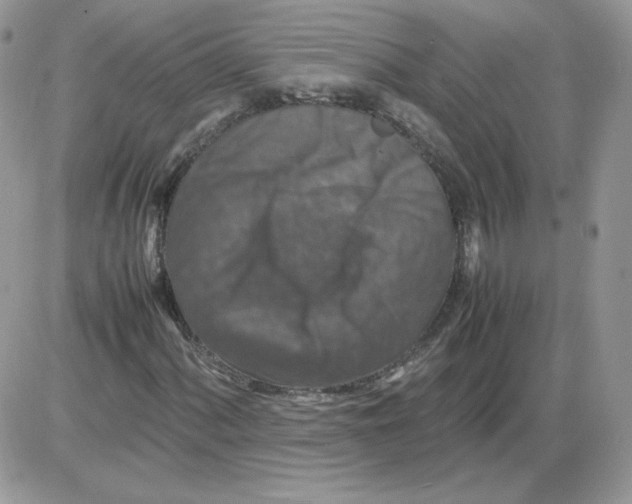 X0000086081060200704202145