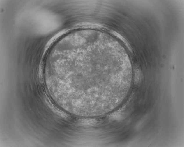 X0000086081074200704202145