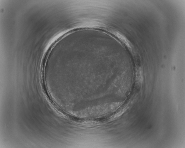 X0000086081077200704202145