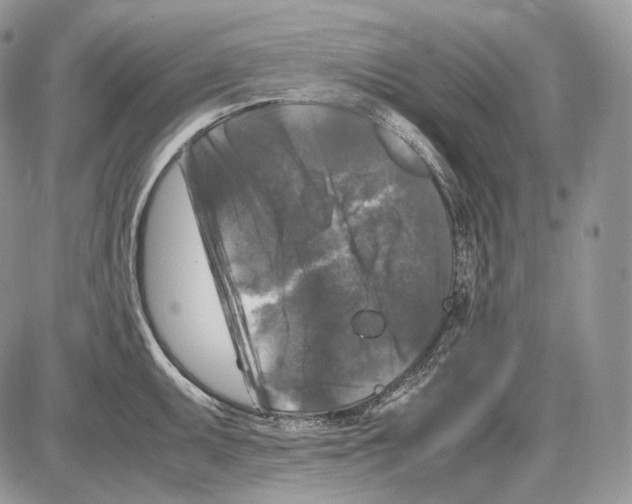 X0000086081095200704202145