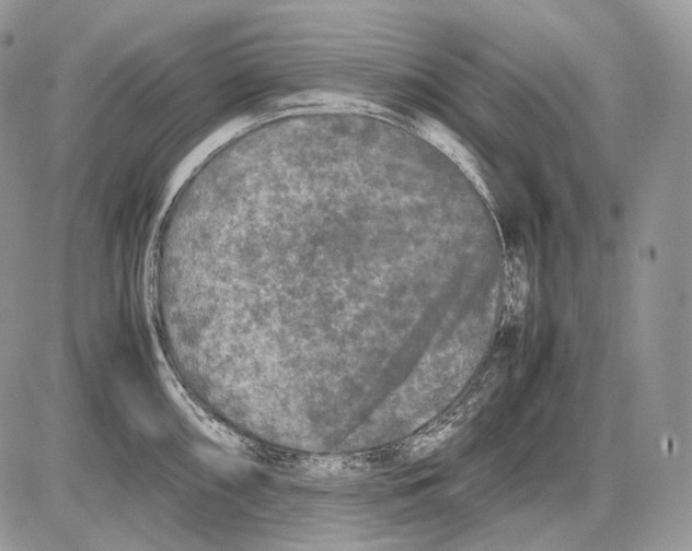 X0000086081098200704202145