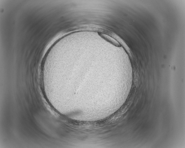 X0000086081099200704202145