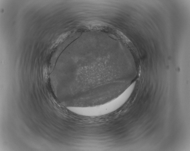 X0000086081108200704202144