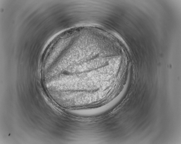 X0000086081124200704202144