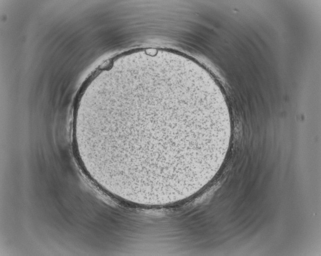 X0000086081126200704202144