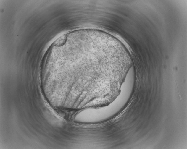 X0000086081142200704202145