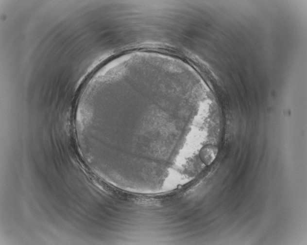 X0000086081170200704202144