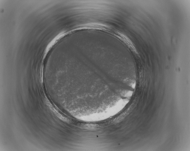 X0000086081180200704202144