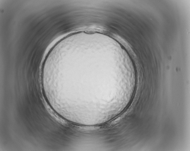 X0000086081200200704202143