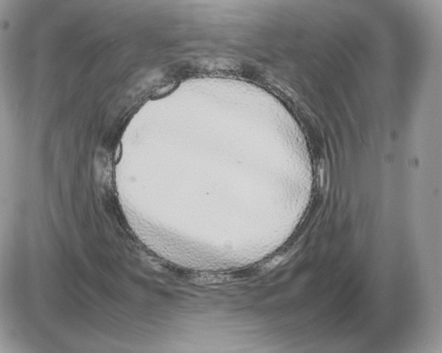 X0000086081251200704202142