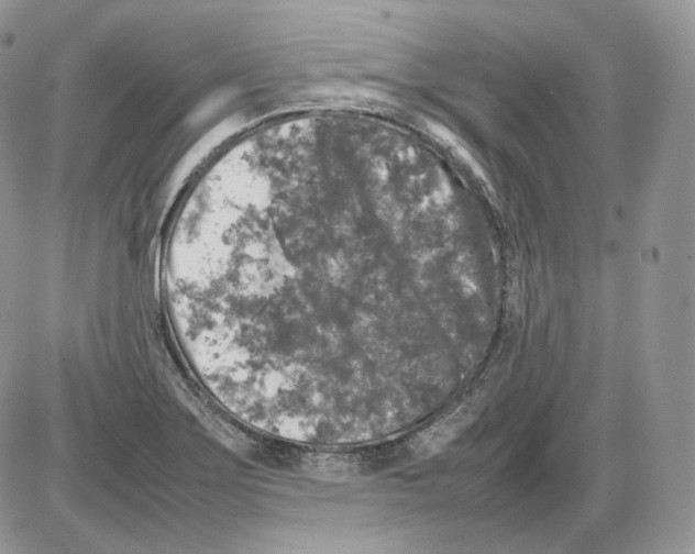 X0000086081275200704202142