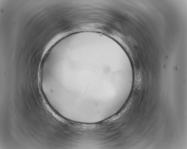 X0000086081294200704202142