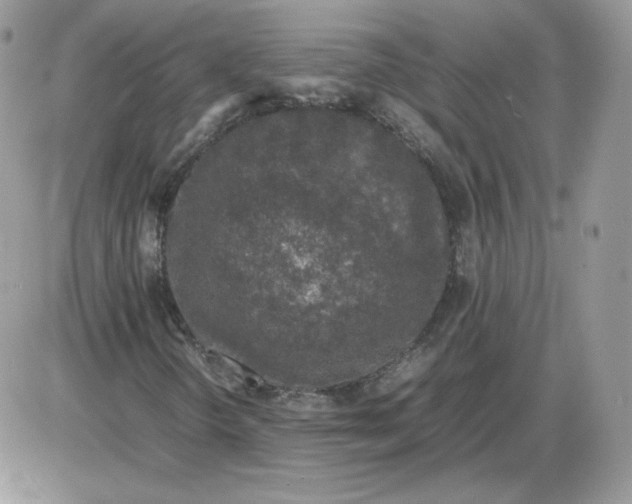 X0000086081298200704202141