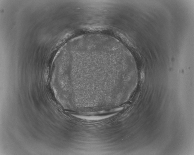 X0000086081300200704202141