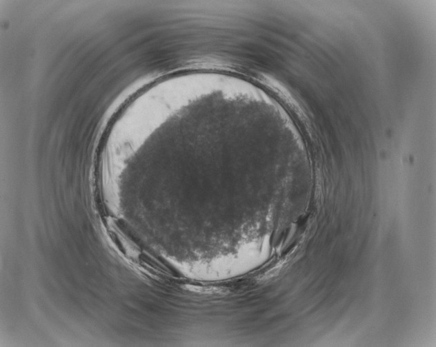 X0000086081331200704202141