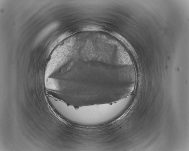 X0000086081337200704202142