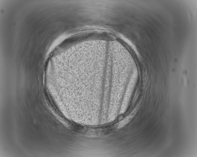 X0000086081365200704202141