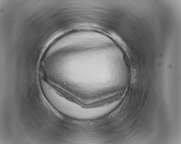 X0000086081384200704202140