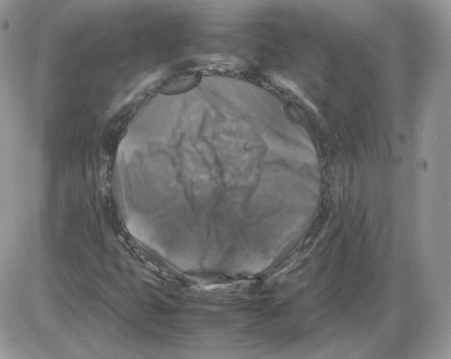 X0000086081399200704202139