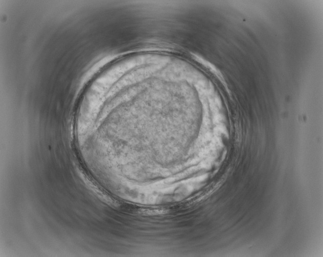 X0000086081415200704202140