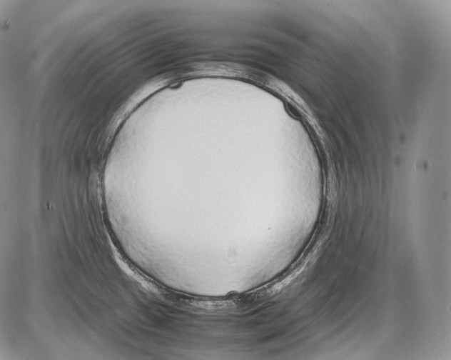 X0000086081433200704202140