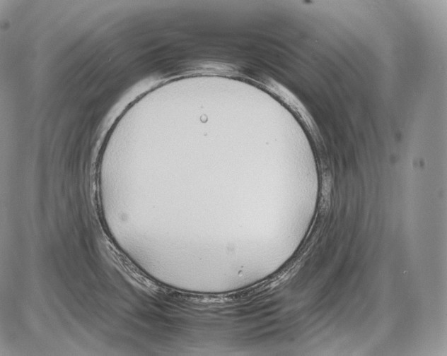 X0000086081435200704202140