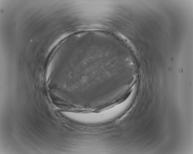 X0000086081457200704202139