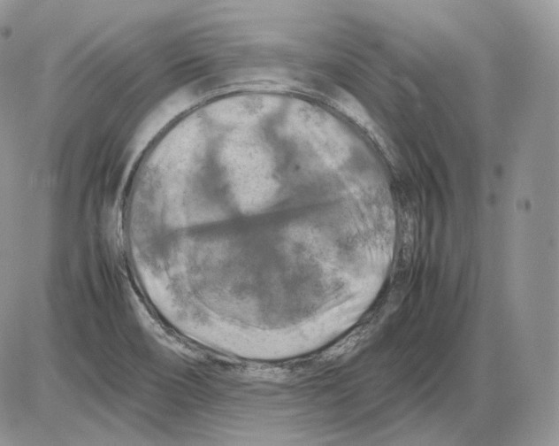 X0000086081466200704202139