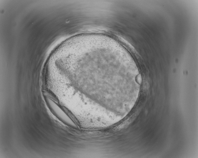 X0000086081471200704202139