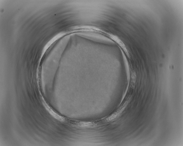 X0000086081482200704202139