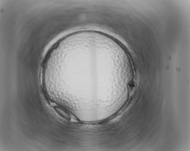 X0000086081510200704202138