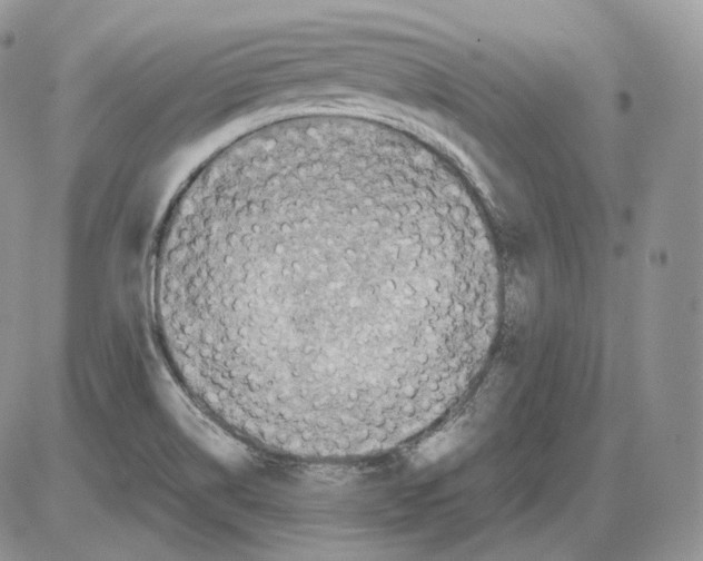 X0000086081514200704202138