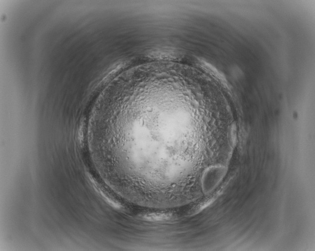 X0000086090065200703231441