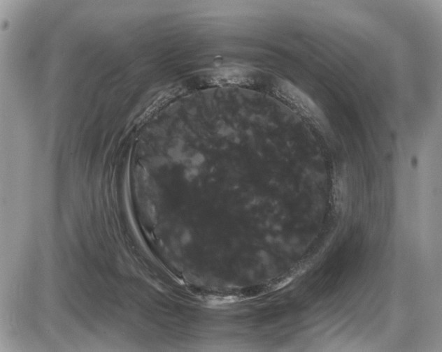 X0000086090169200703231439