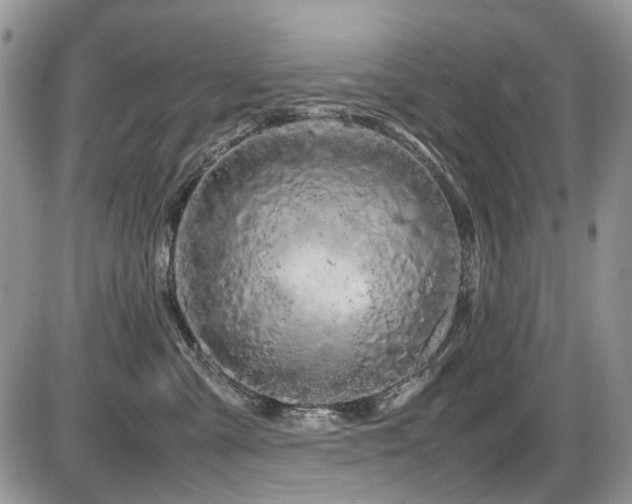 X0000086090427200703231435