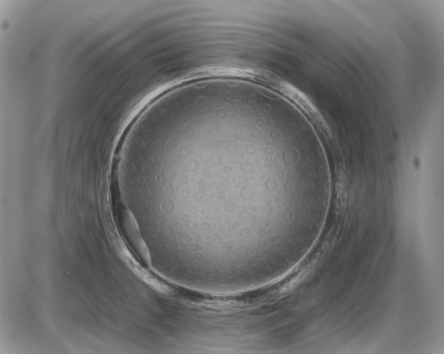 X0000086091236200703231422